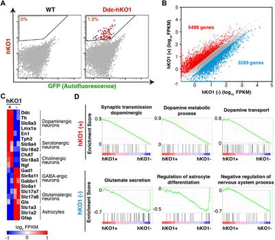 A region-dependent allele-biased expression of Dopa decarboxylase in mouse brain